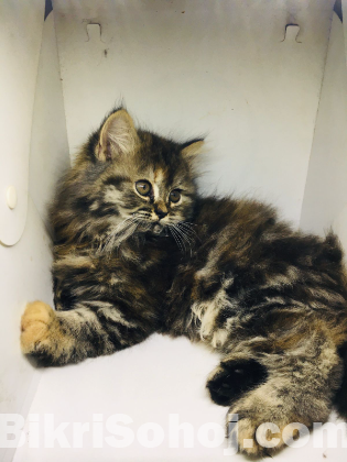 Traditional Tobby Kitten, Female